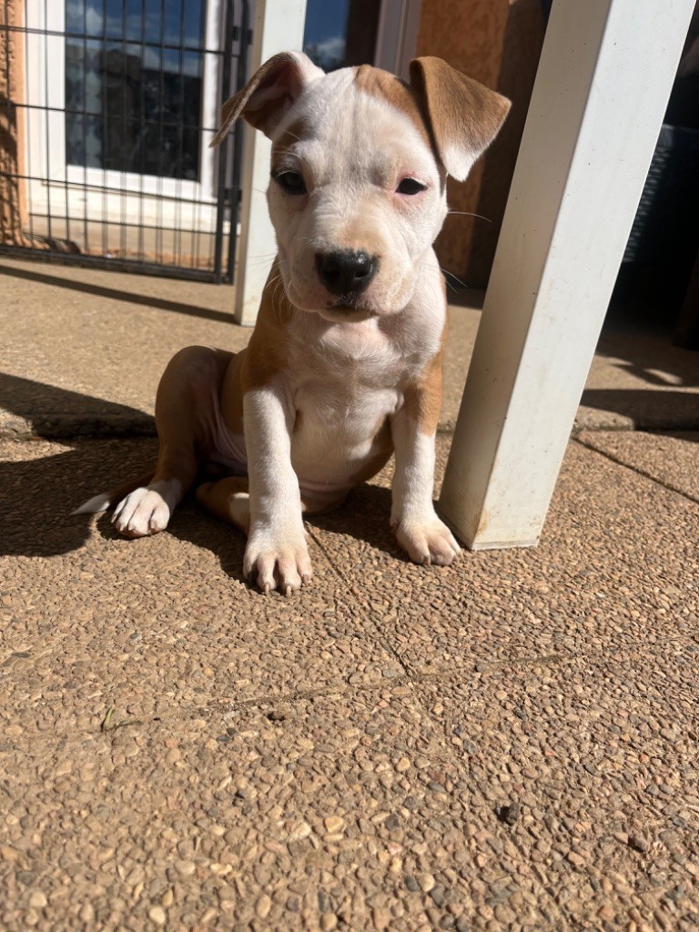 The Descendants Of The King - Chiot disponible  - American Staffordshire Terrier