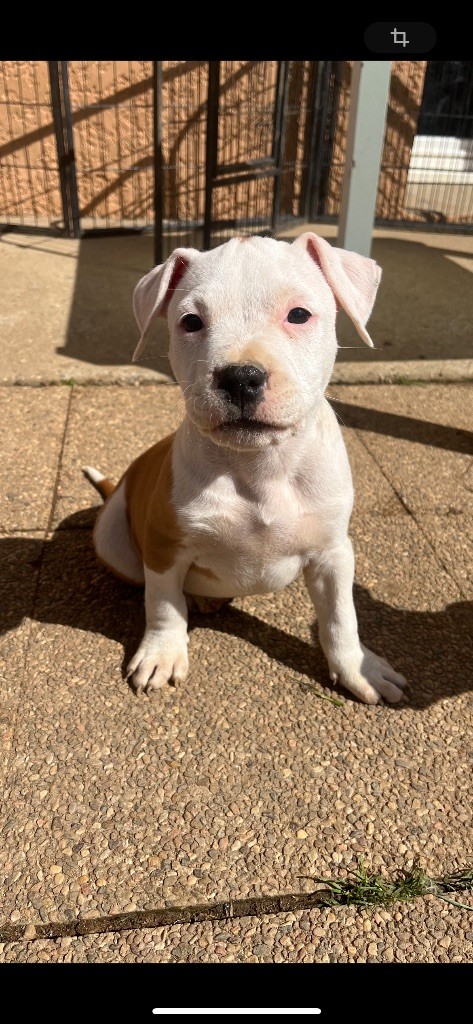 The Descendants Of The King - Chiot disponible  - American Staffordshire Terrier