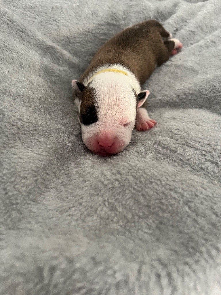 The Descendants Of The King - Chiots disponibles - American Staffordshire Terrier