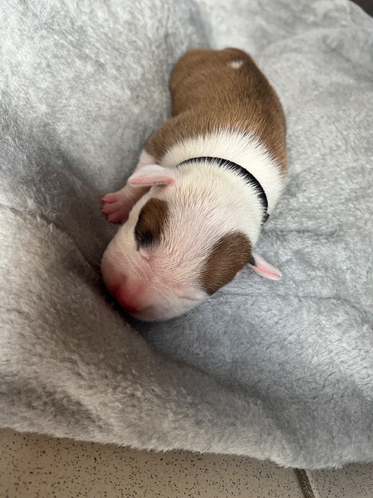 The Descendants Of The King - Chiots disponibles - American Staffordshire Terrier