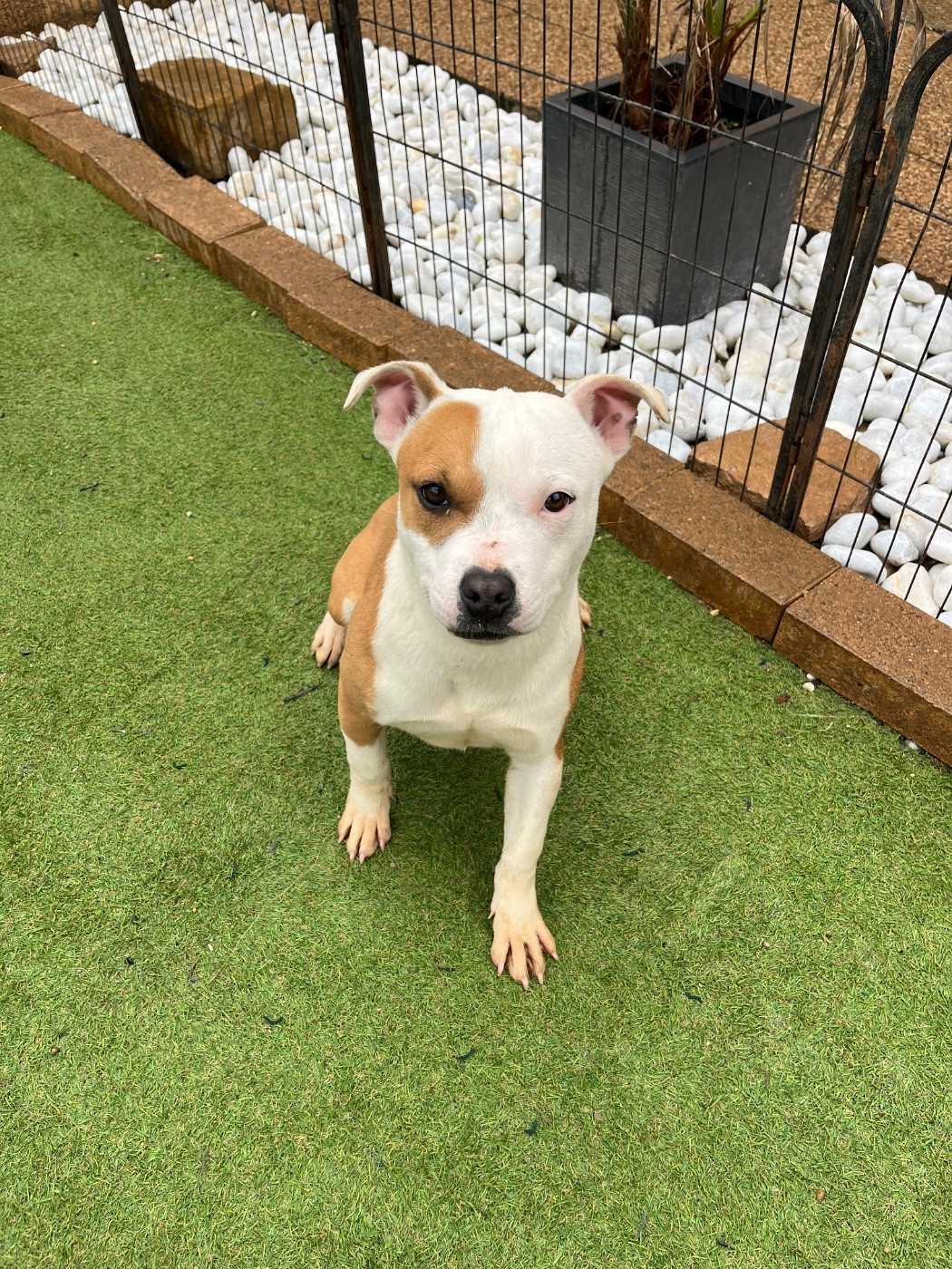 The Descendants Of The King - Chiots disponibles - American Staffordshire Terrier