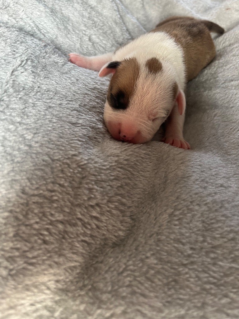 The Descendants Of The King - Chiots disponibles - American Staffordshire Terrier