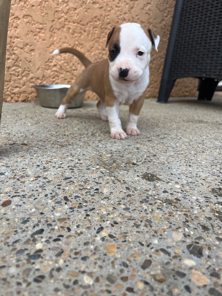 The Descendants Of The King - Chiots disponibles - American Staffordshire Terrier
