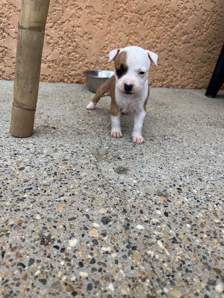 The Descendants Of The King - Chiots disponibles - American Staffordshire Terrier