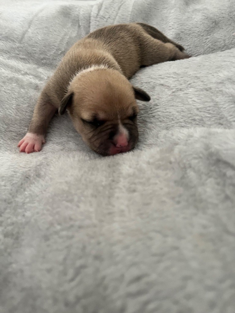 The Descendants Of The King - Chiots disponibles - American Staffordshire Terrier