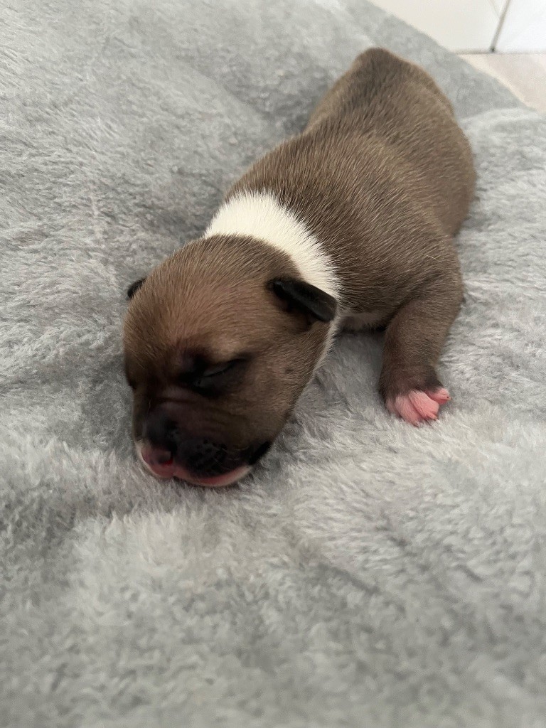 The Descendants Of The King - Chiots disponibles - American Staffordshire Terrier