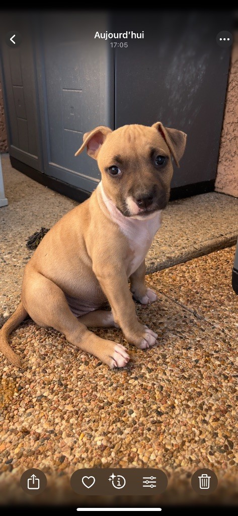 The Descendants Of The King - Chiots disponibles - American Staffordshire Terrier
