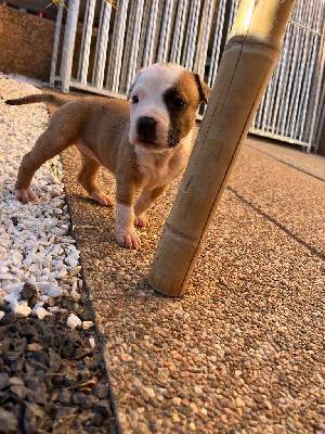 CHIOT