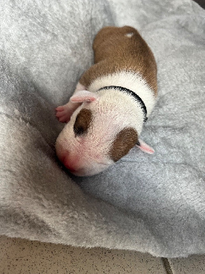 CHIOT