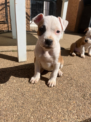 CHIOT