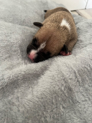 CHIOT