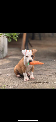 CHIOT