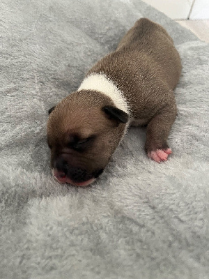 CHIOT