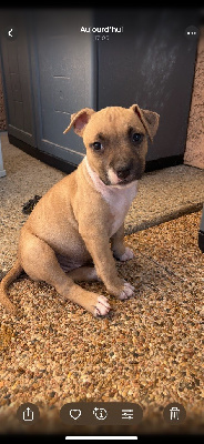 CHIOT