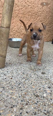 CHIOT