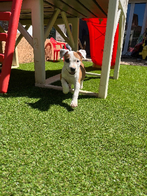 CHIOT