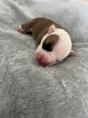 CHIOT