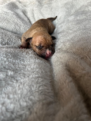 CHIOT