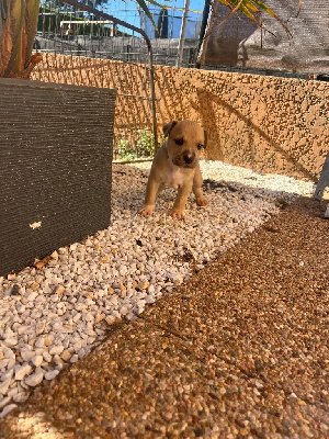 CHIOT