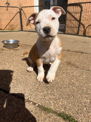 CHIOT