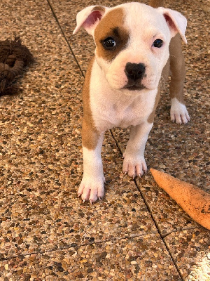 CHIOT