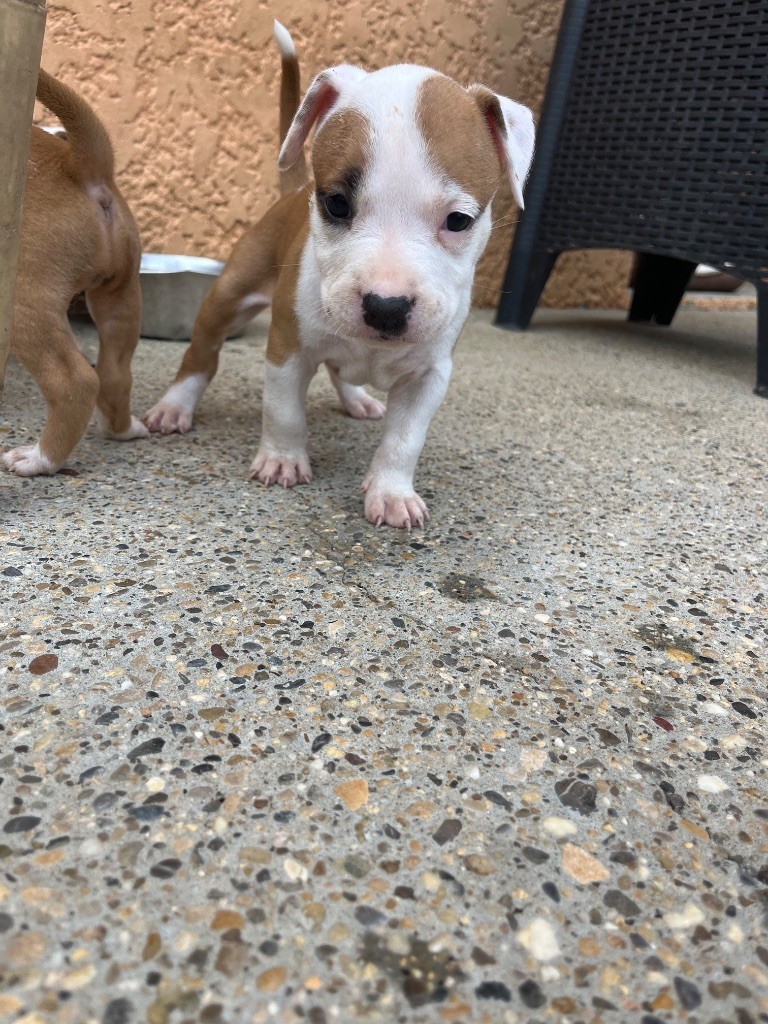 The Descendants Of The King - Chiots disponibles - American Staffordshire Terrier
