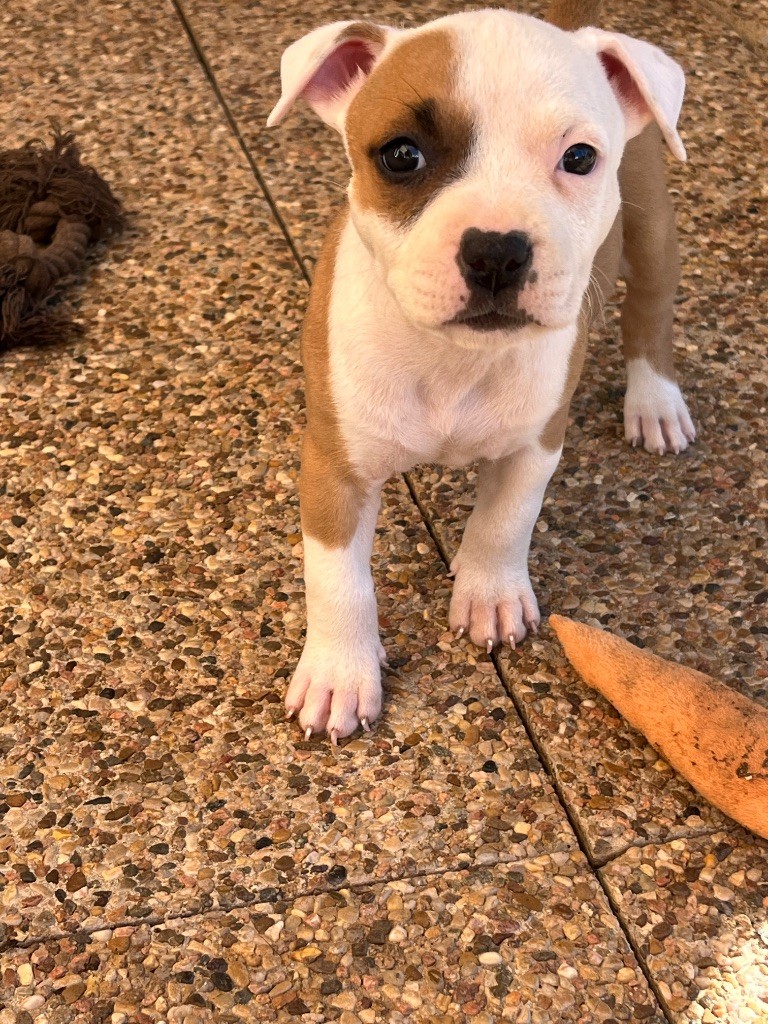 The Descendants Of The King - Chiots disponibles - American Staffordshire Terrier